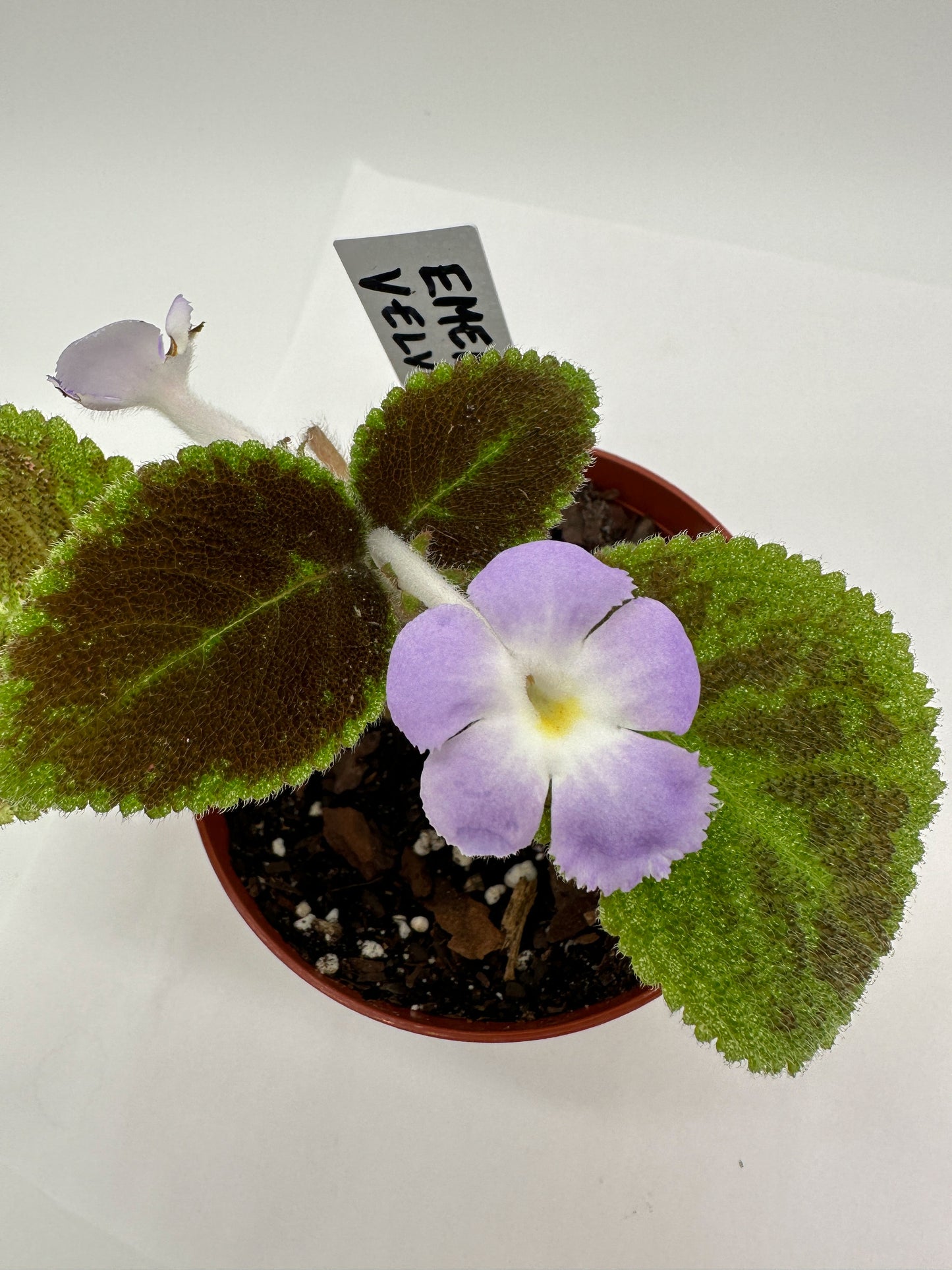 Emerald Velvet - Live Episcia 4"