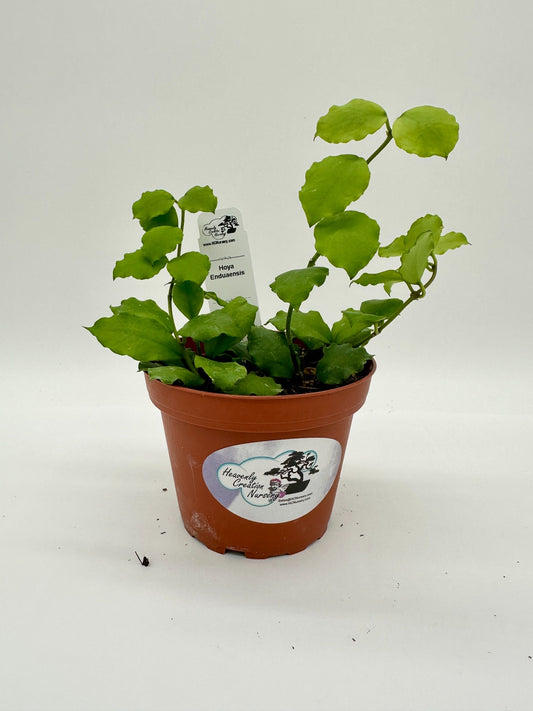 Enduaensis - Live Hoya 4"