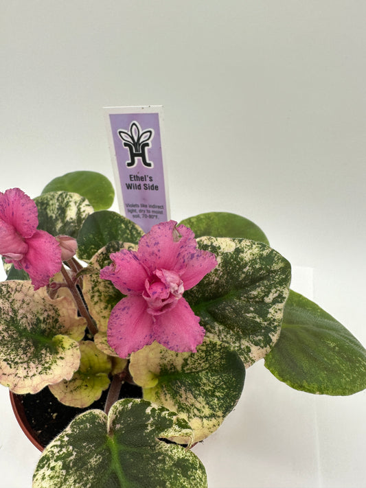 Ethel's Wild Side - Live African Violet 4"