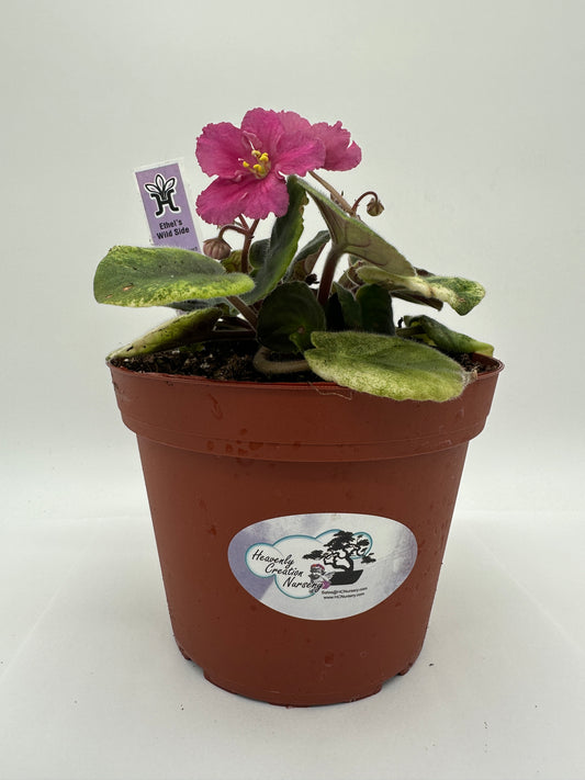 Ethel's Wild Side - Live African Violet 6"