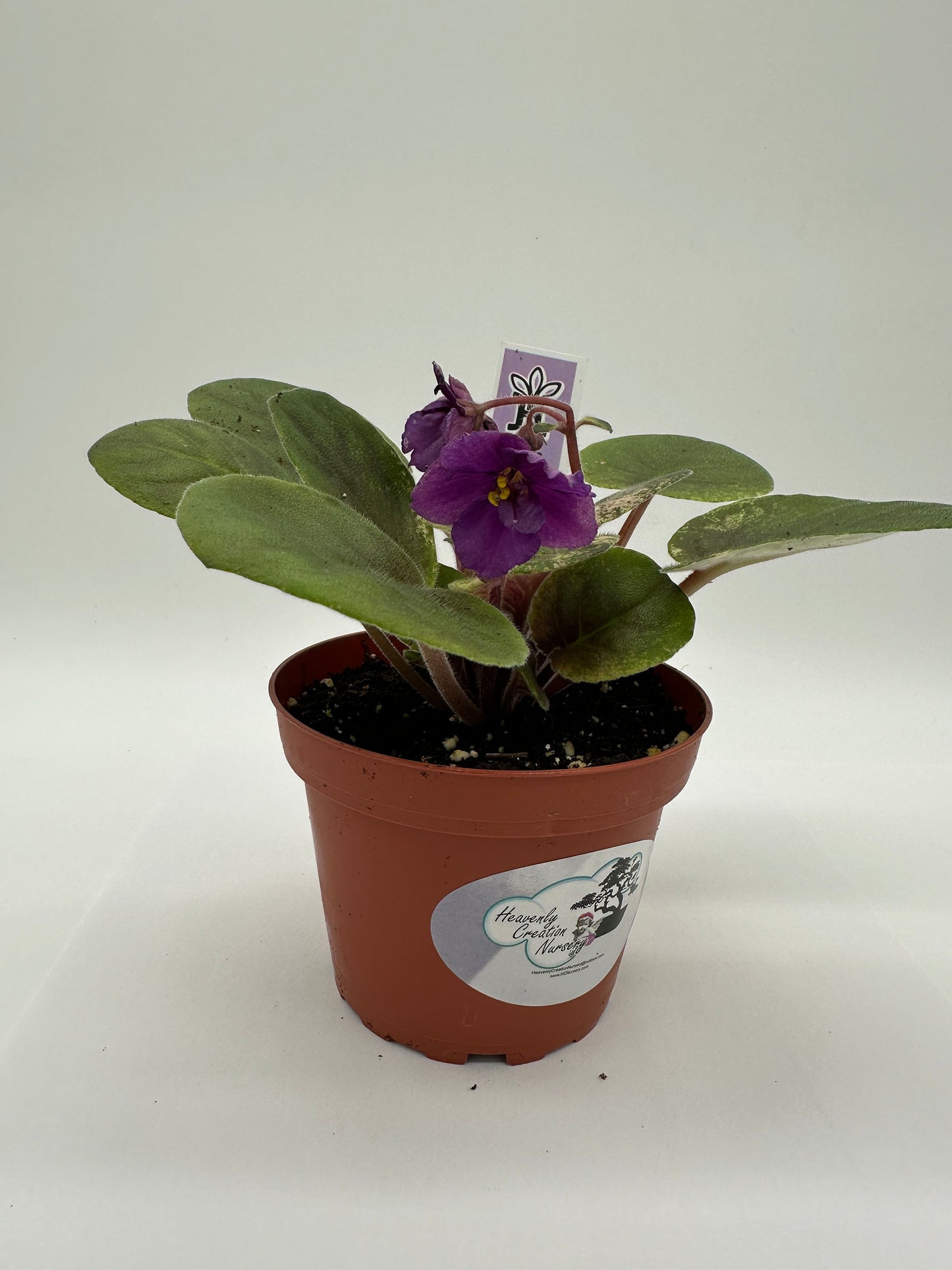 Ethel's Wild Side - Purple Hybrid - Live African Violet 4"