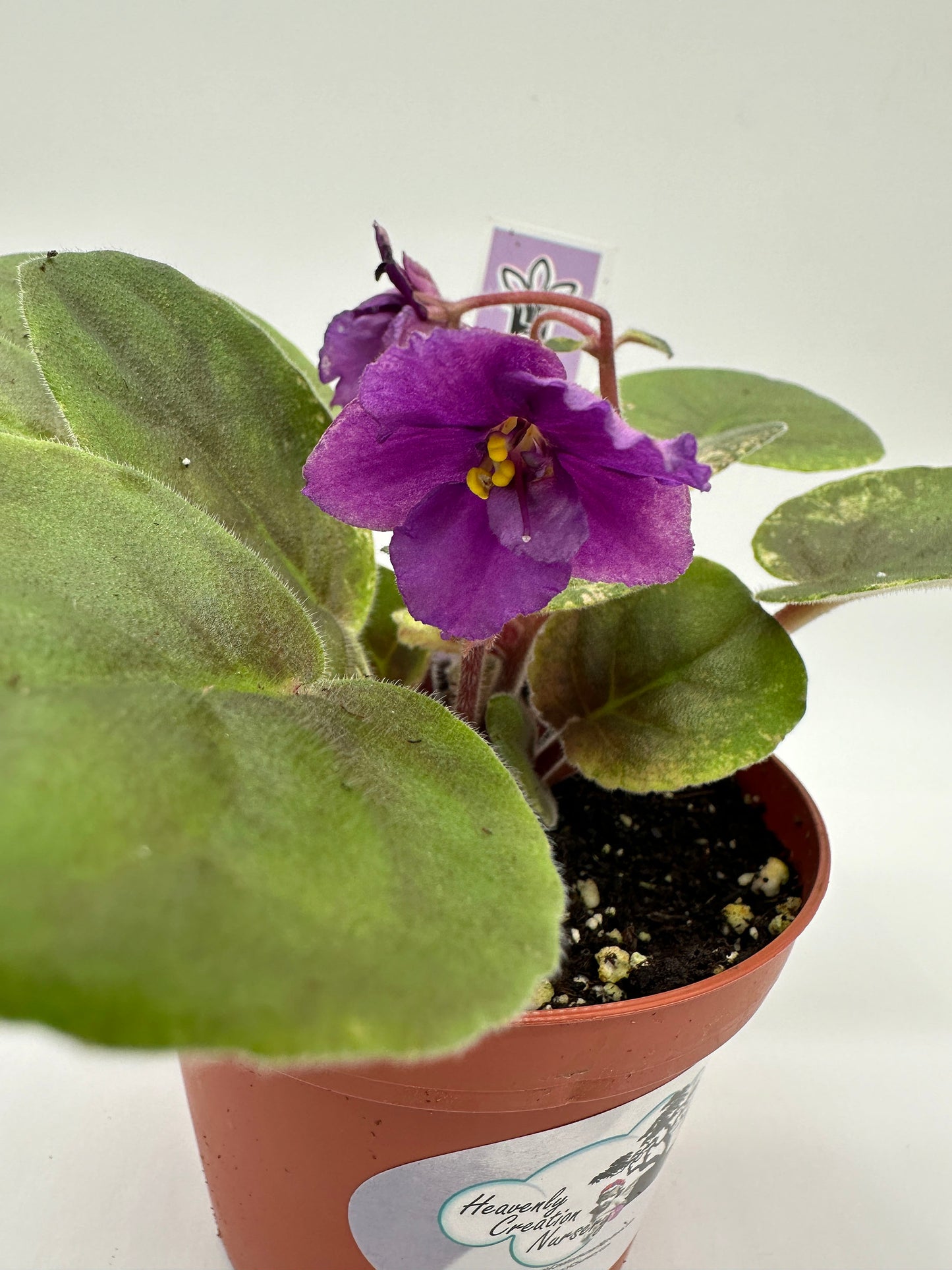 Ethel's Wild Side - Purple Hybrid - Live African Violet 4"