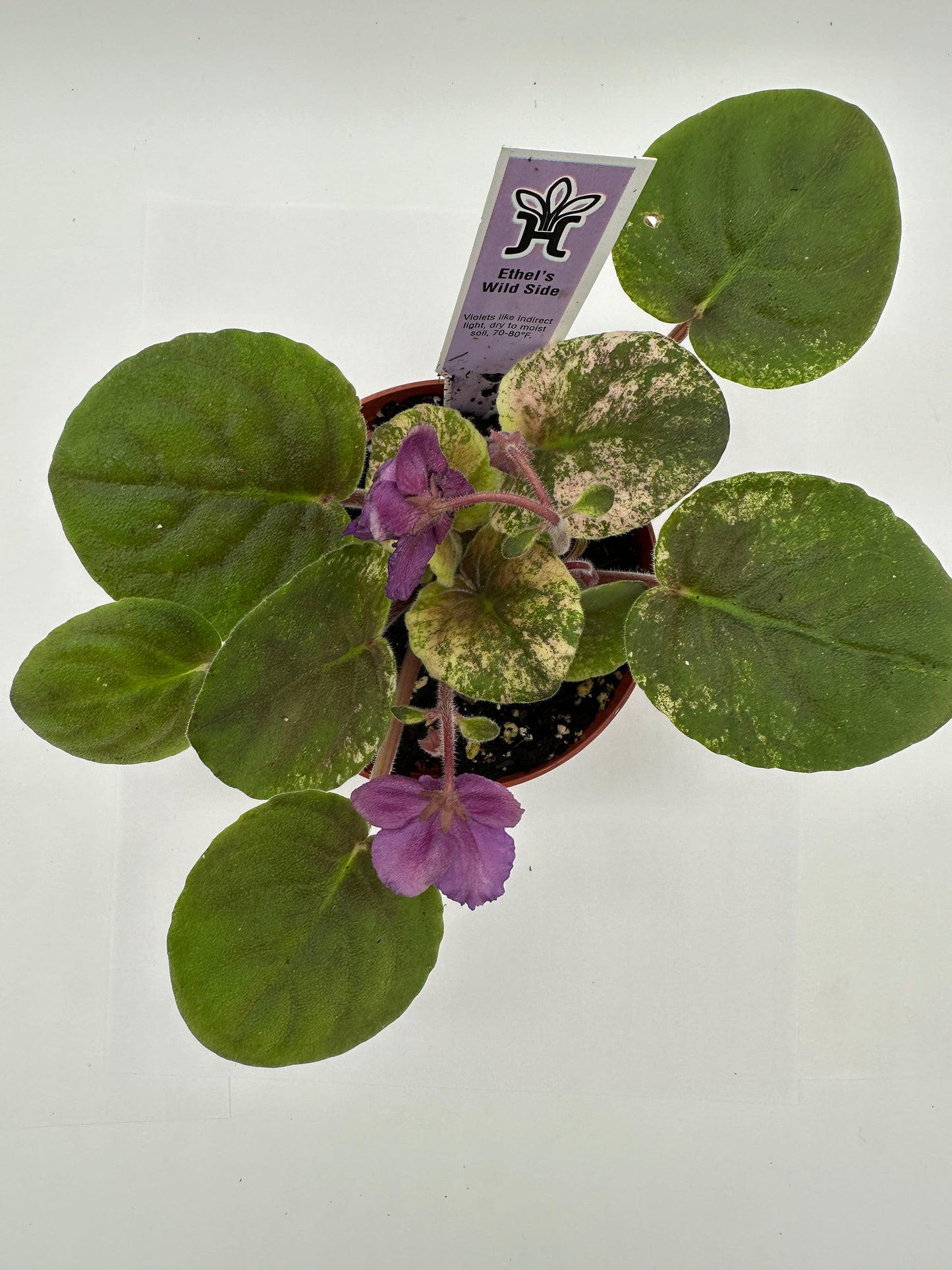 Ethel's Wild Side - Purple Hybrid - Live African Violet 4"