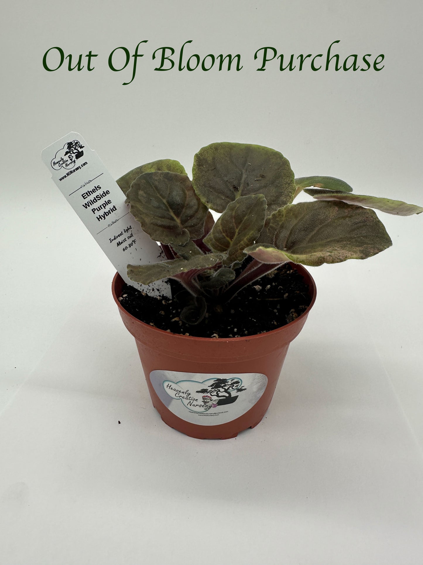 Ethel's Wild Side - Purple Hybrid - Live African Violet 4"