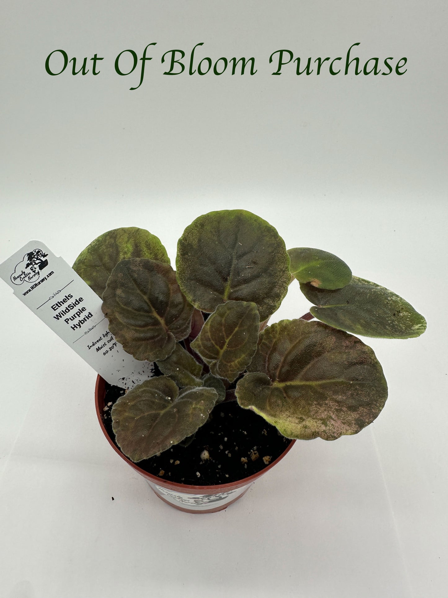 Ethel's Wild Side - Purple Hybrid - Live African Violet 4"