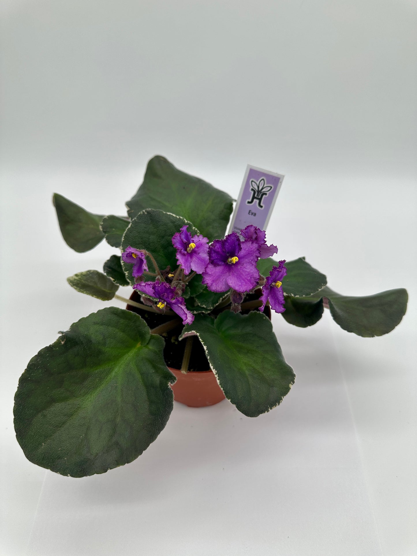 Eva - Live African Violet 4"