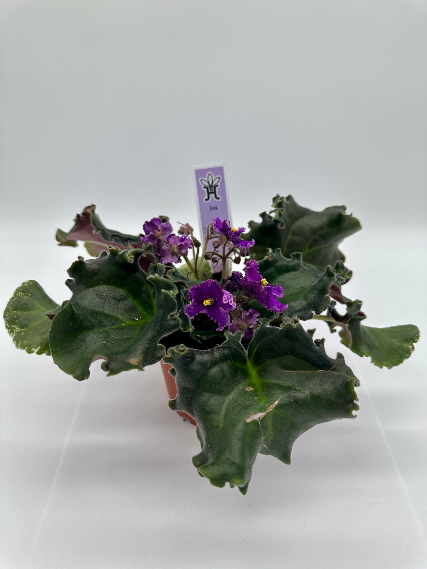 Eva - Live African Violet 4"