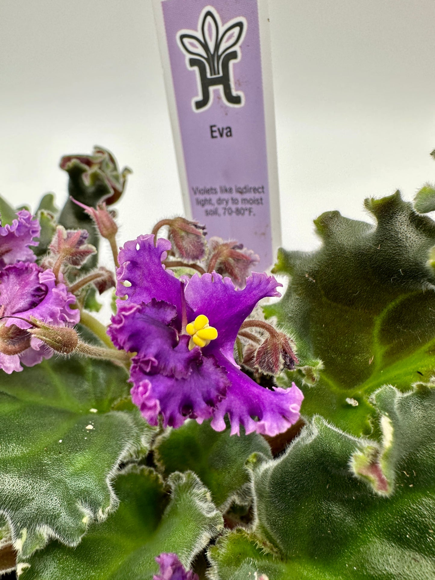 Eva - Live African Violet 4"