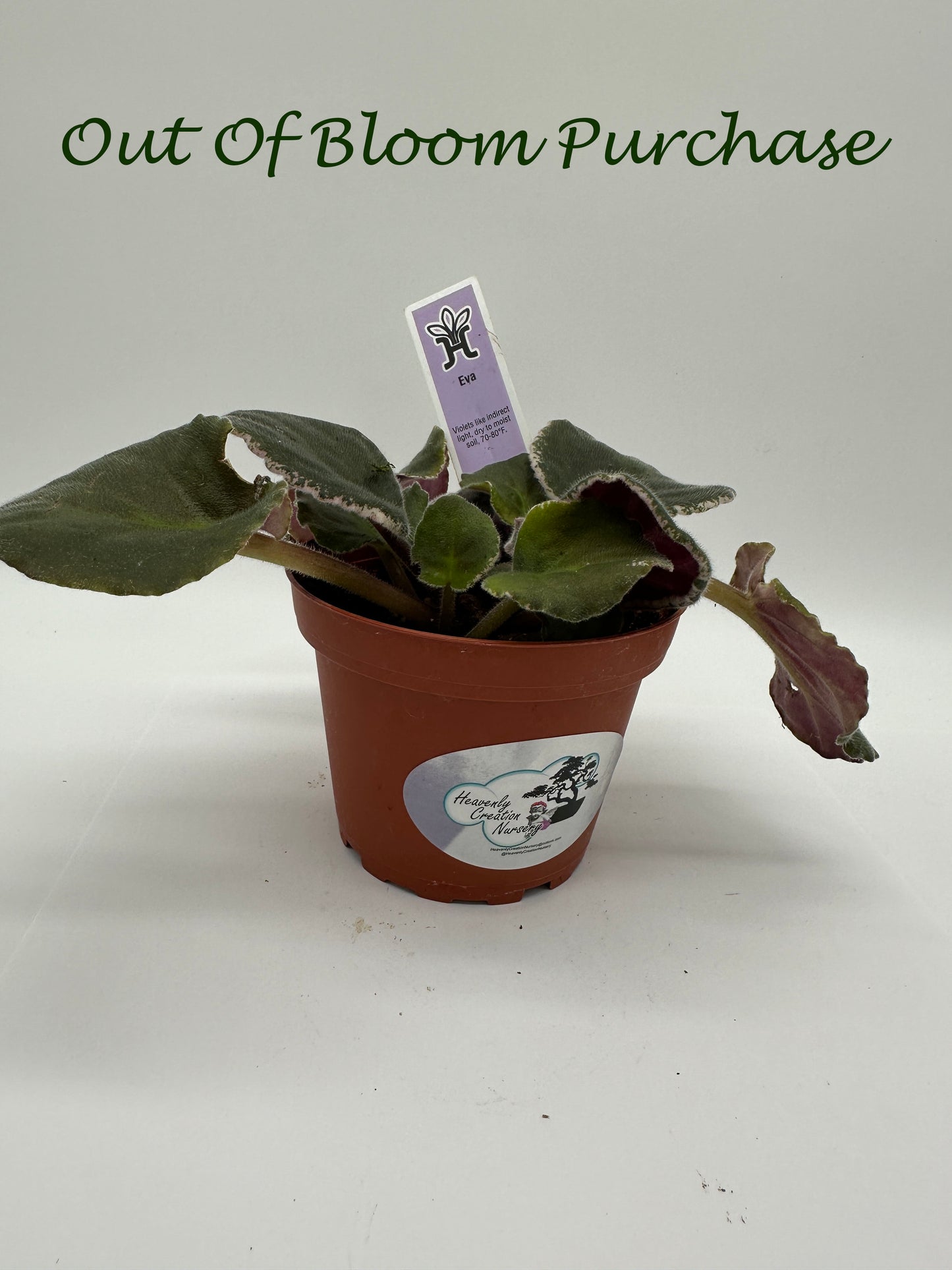 Eva - Live African Violet 4"