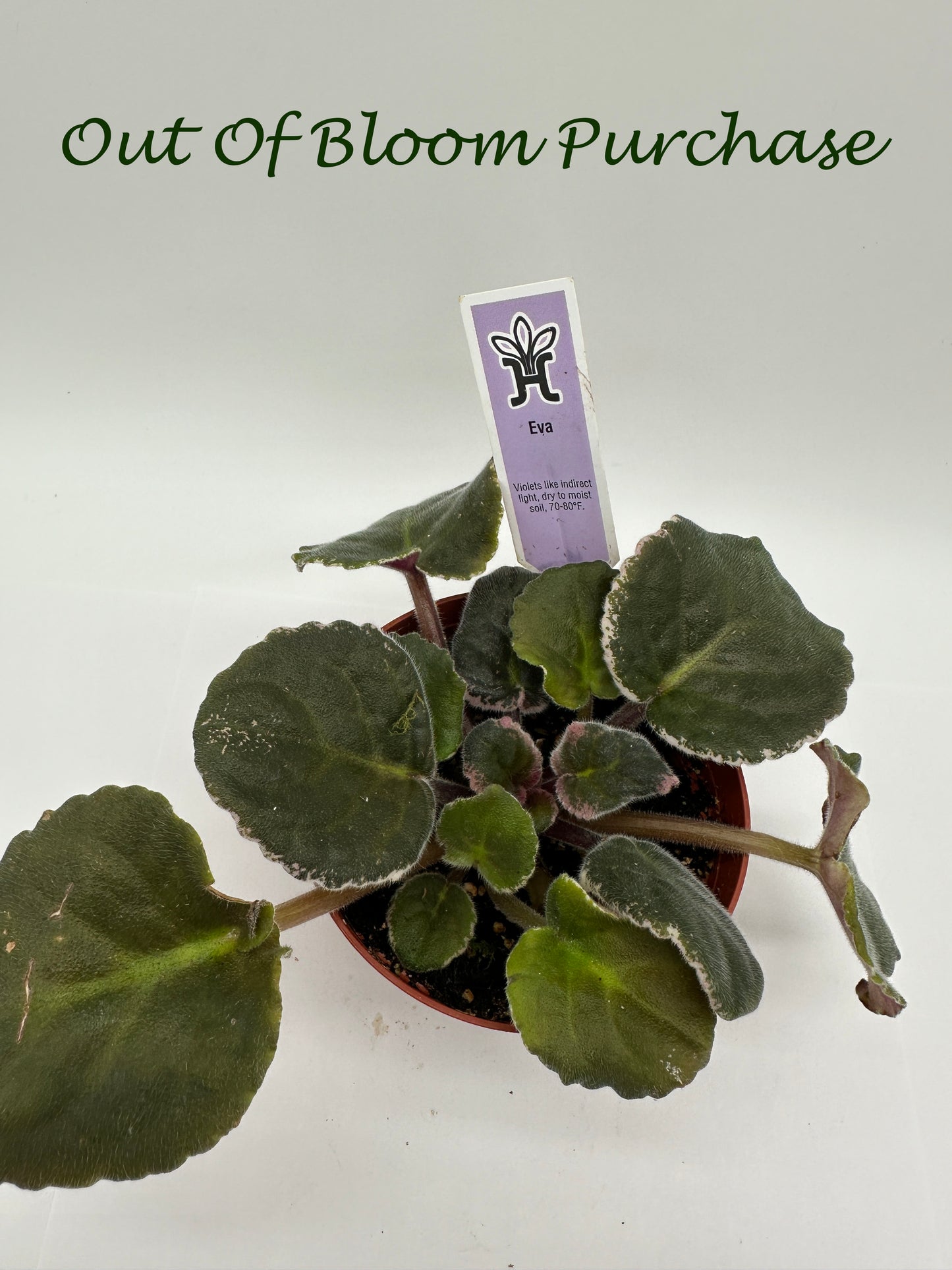 Eva - Live African Violet 4"