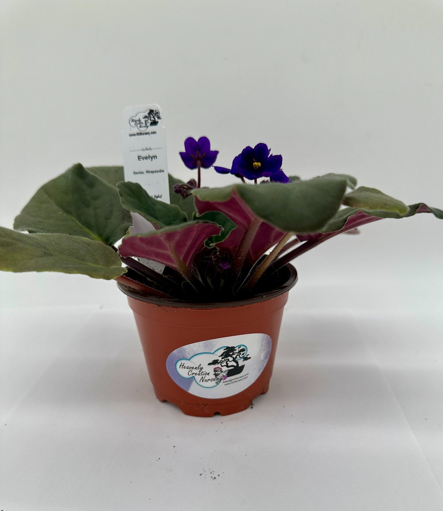 Evelyn - Live African Violet 4" - Series: Rhapsodie