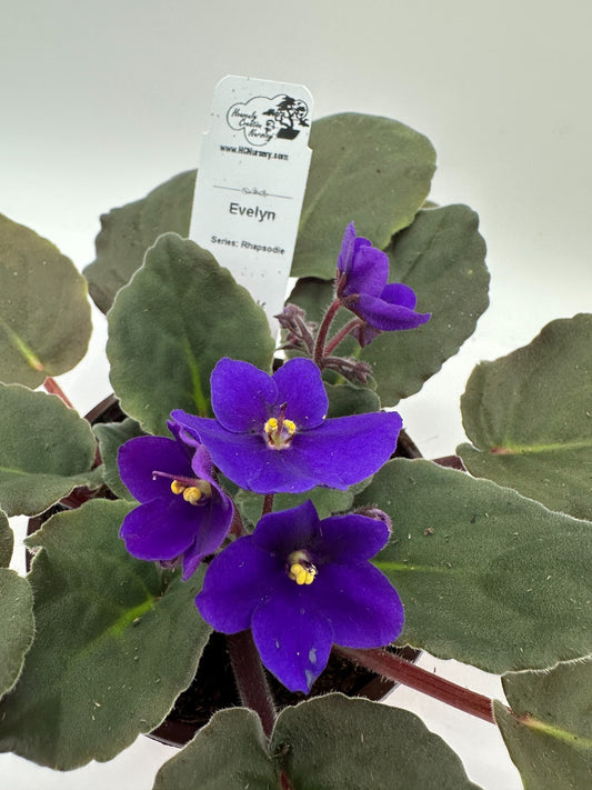Evelyn - Live African Violet 4" - Series: Rhapsodie