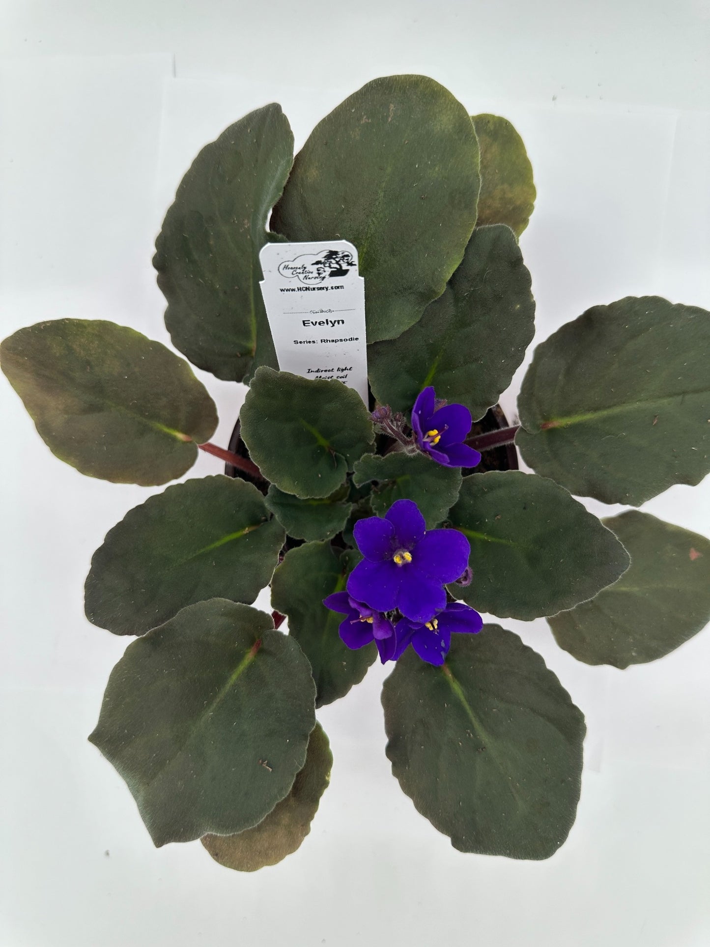 Evelyn - Live African Violet 4" - Series: Rhapsodie