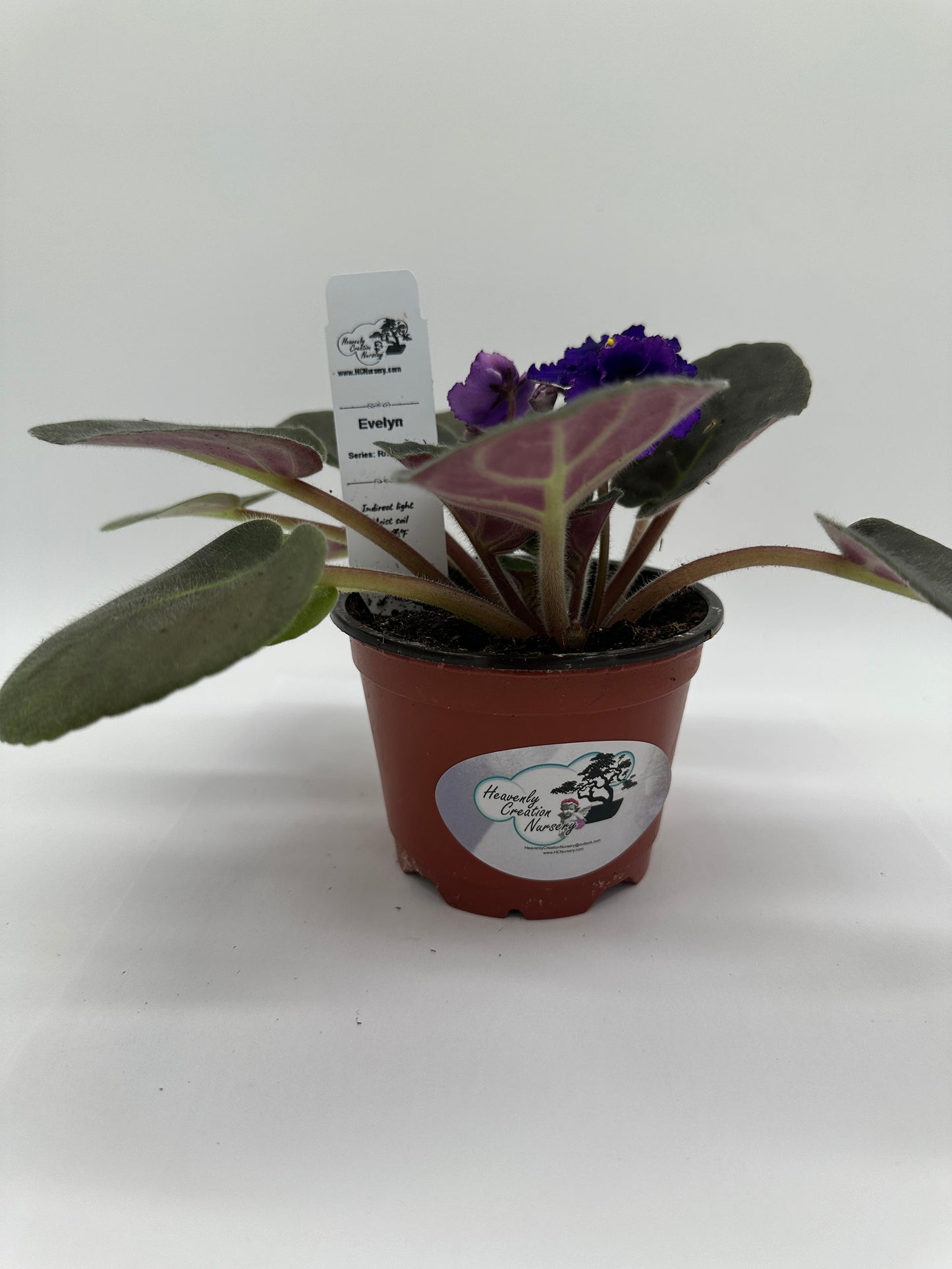 Evelyn - Live African Violet 4" - Series: Rhapsodie