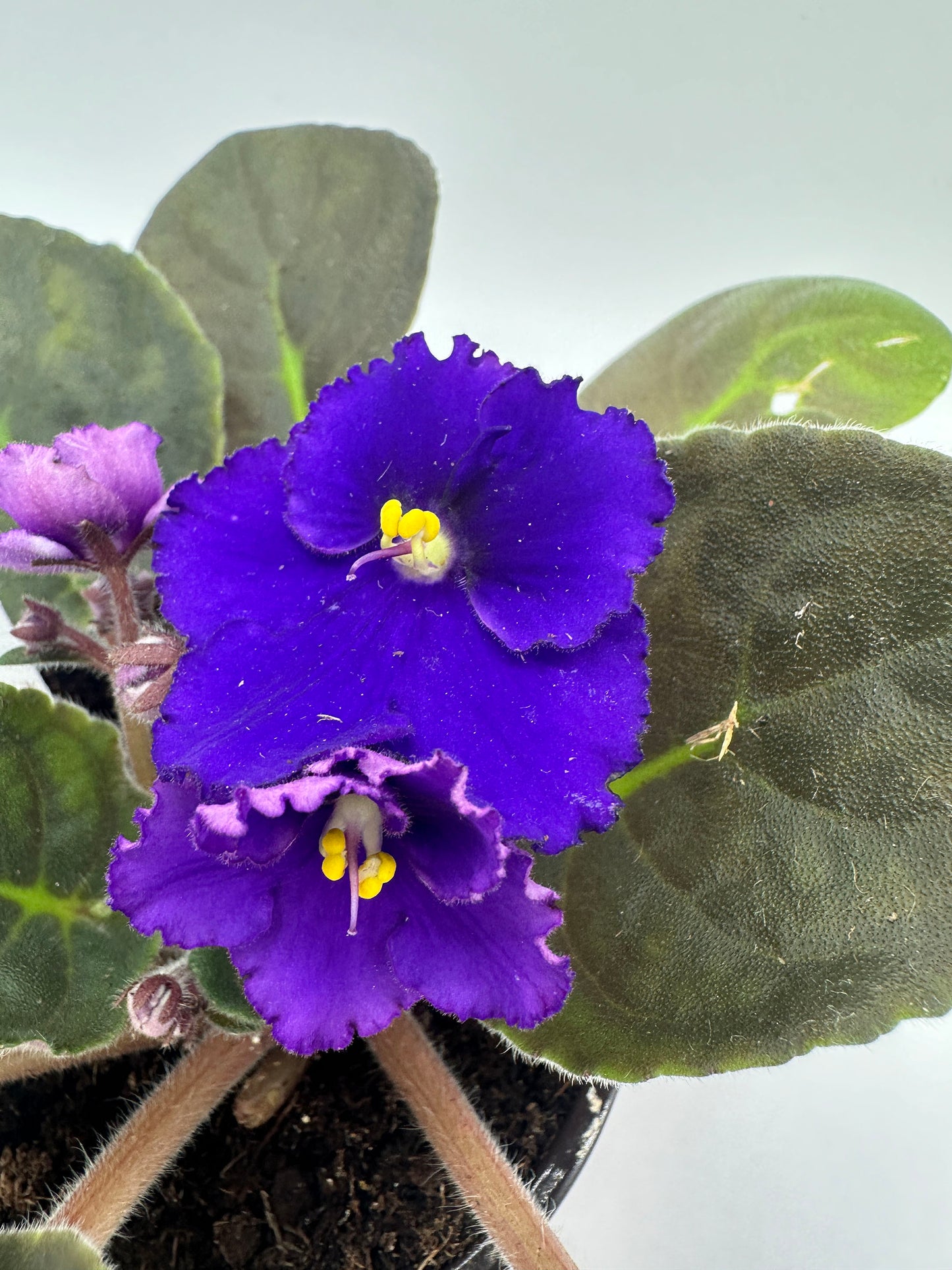 Evelyn - Live African Violet 4" - Series: Rhapsodie