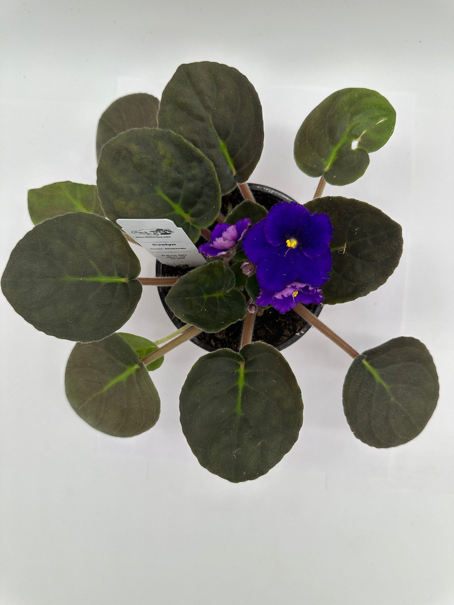 Evelyn - Live African Violet 4" - Series: Rhapsodie