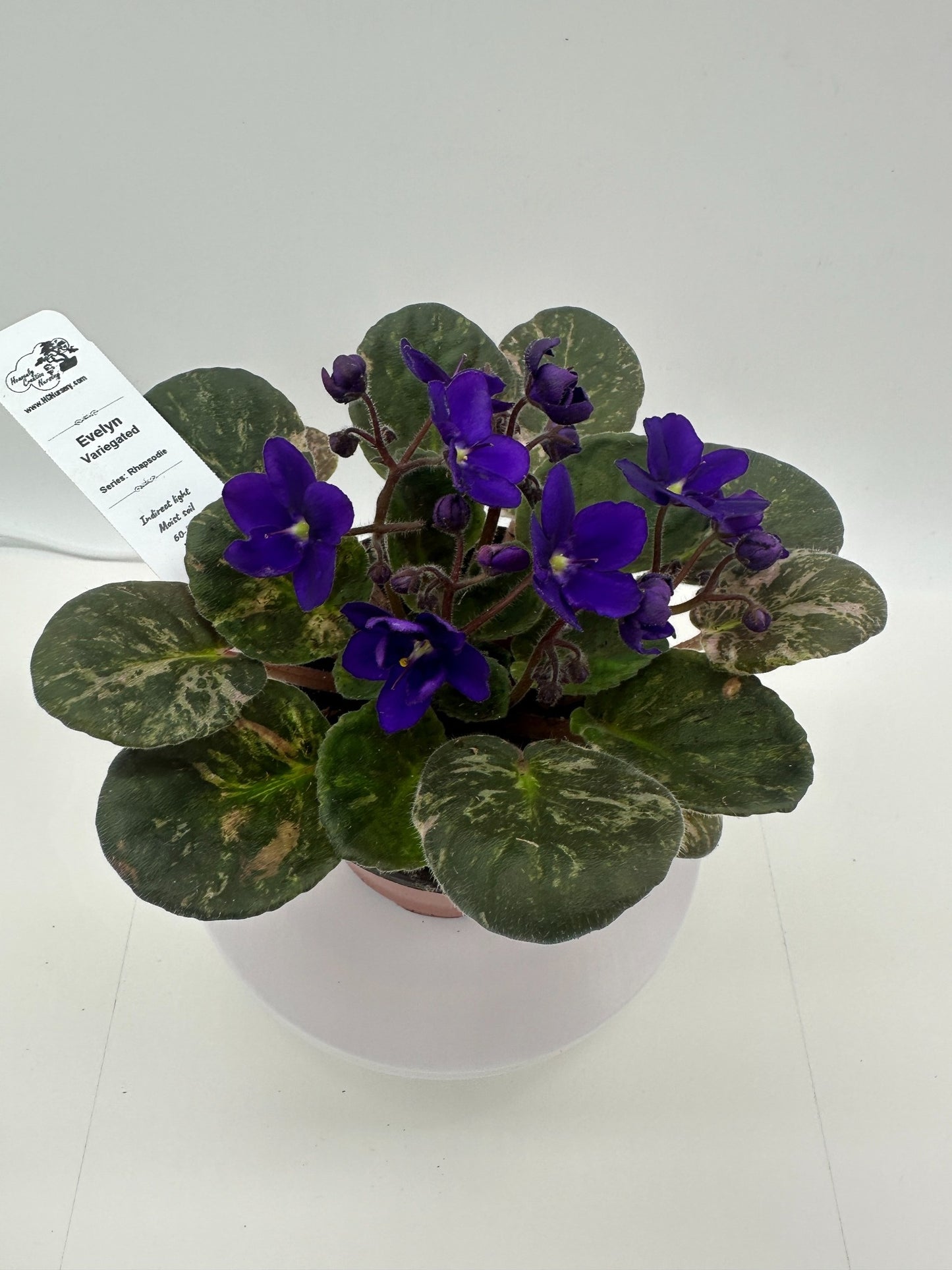 Evelyn - Variegated (Rare) - Live African Violet 4" - Series: Rhapsodie