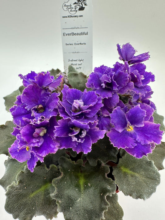 EverBeautiful - Live African Violet 4" - Series: Everfloris