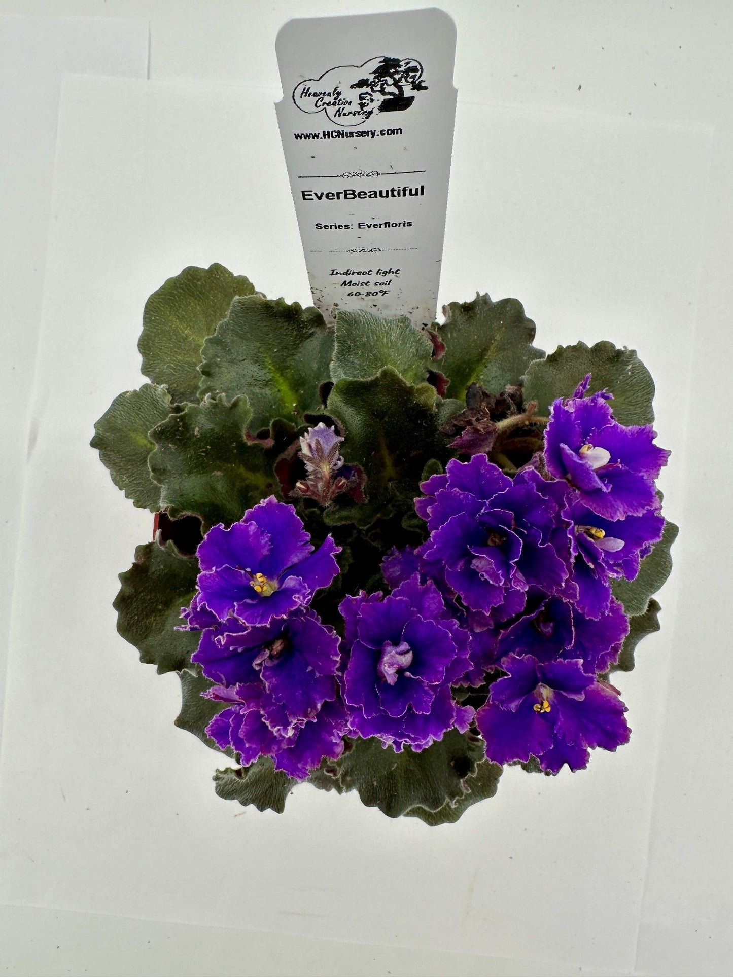EverBeautiful - Live African Violet 4" - Series: Everfloris