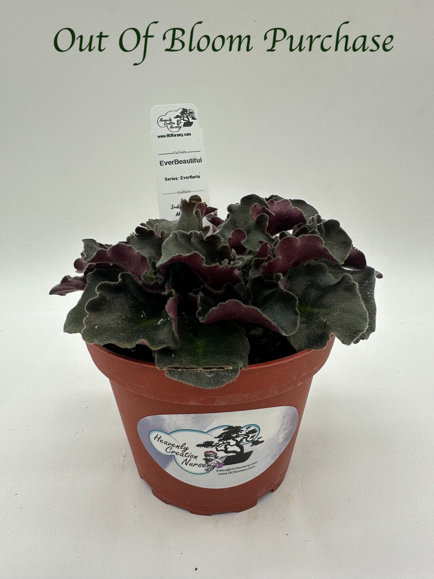 EverBeautiful - Live African Violet 4" - Series: Everfloris