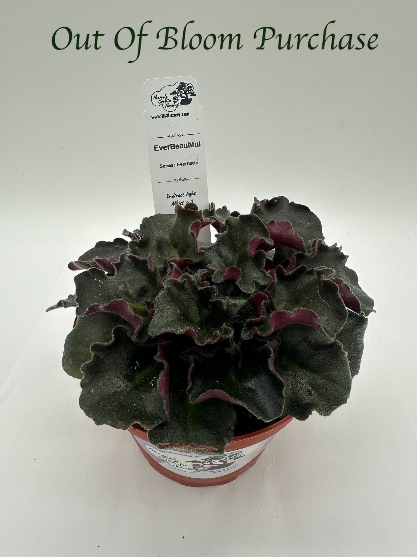 EverBeautiful - Live African Violet 4" - Series: Everfloris