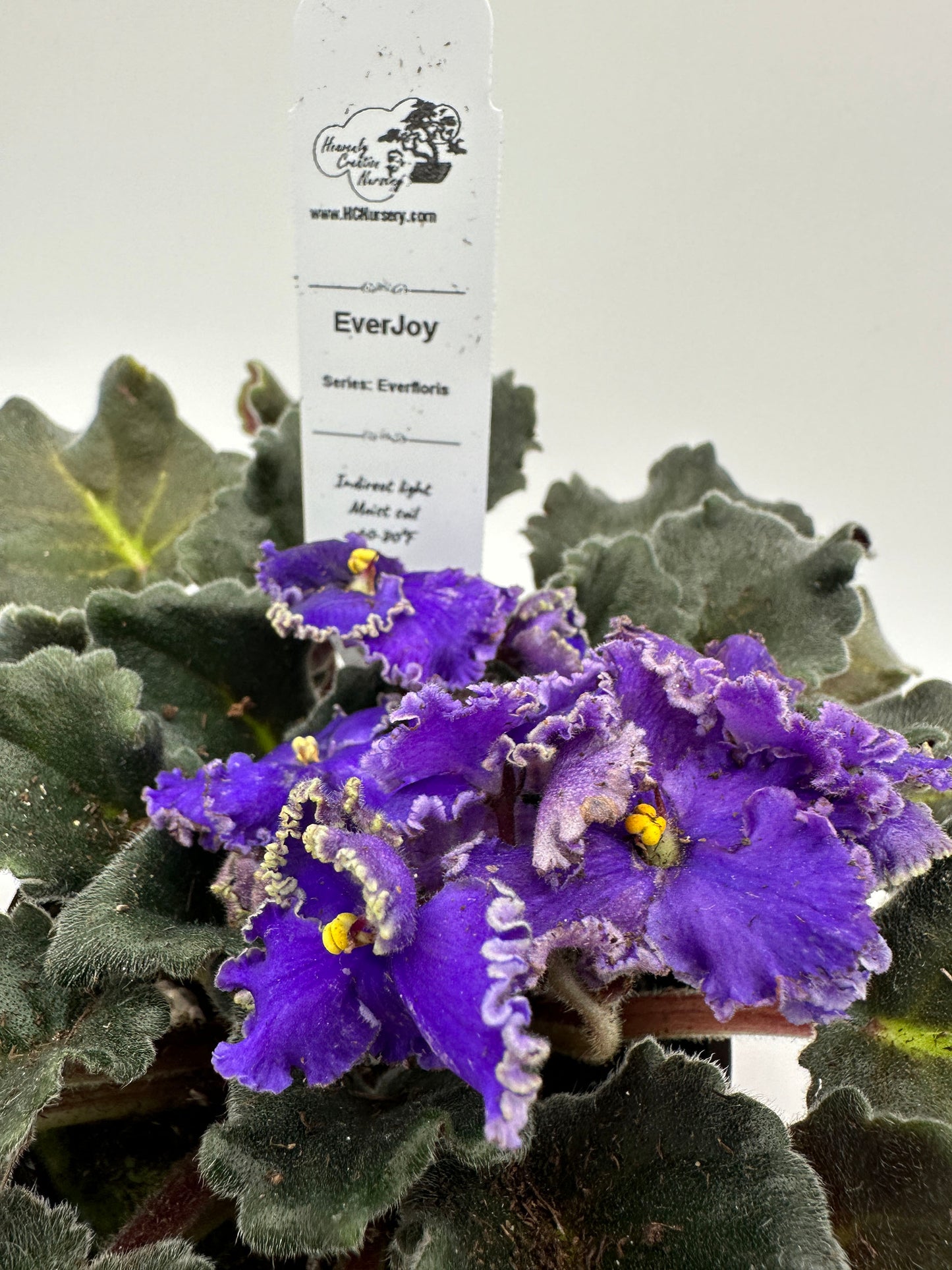 EverJoy - Live African Violet 4" - Series: Everfloris