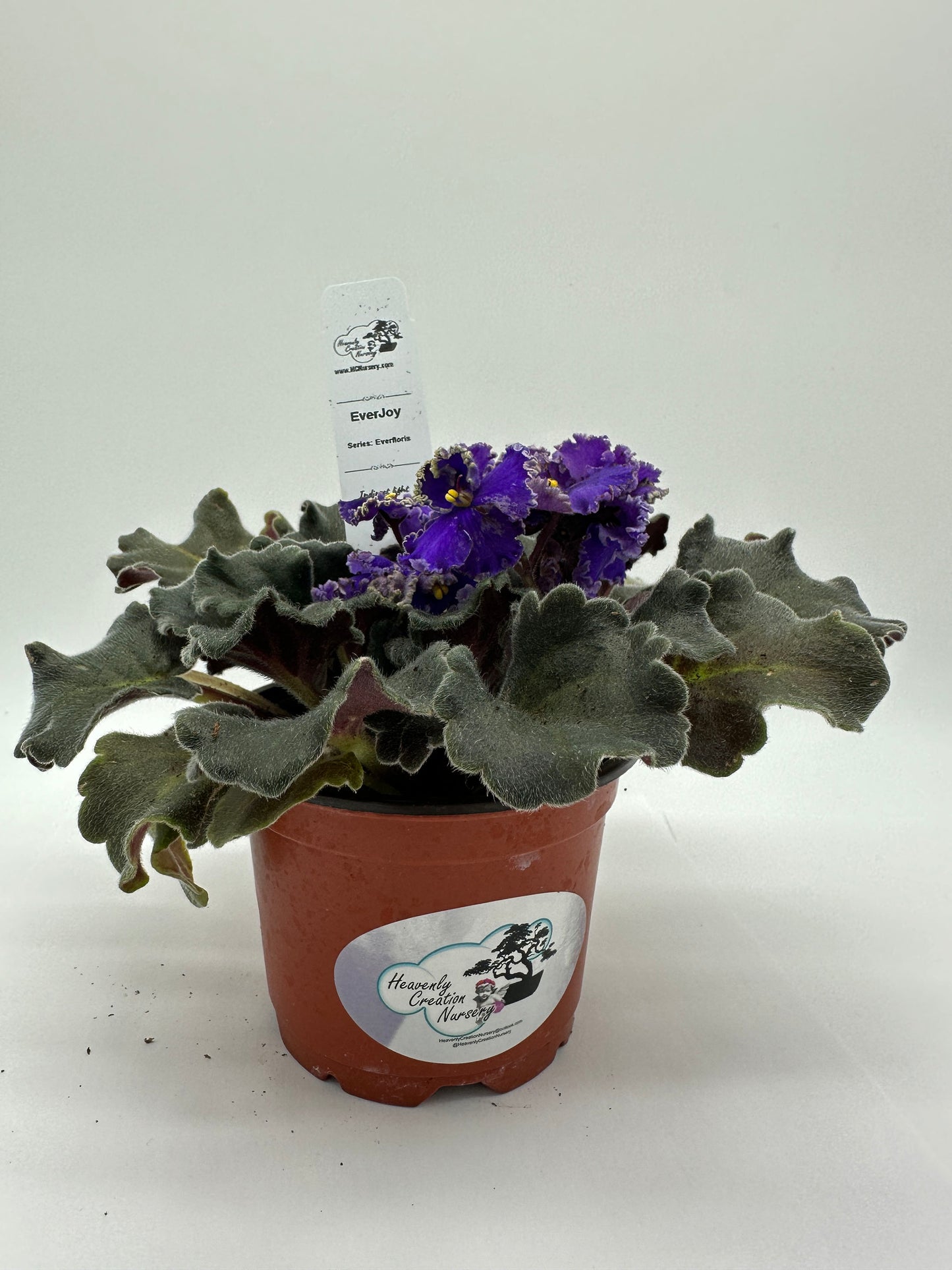 EverJoy - Live African Violet 4" - Series: Everfloris