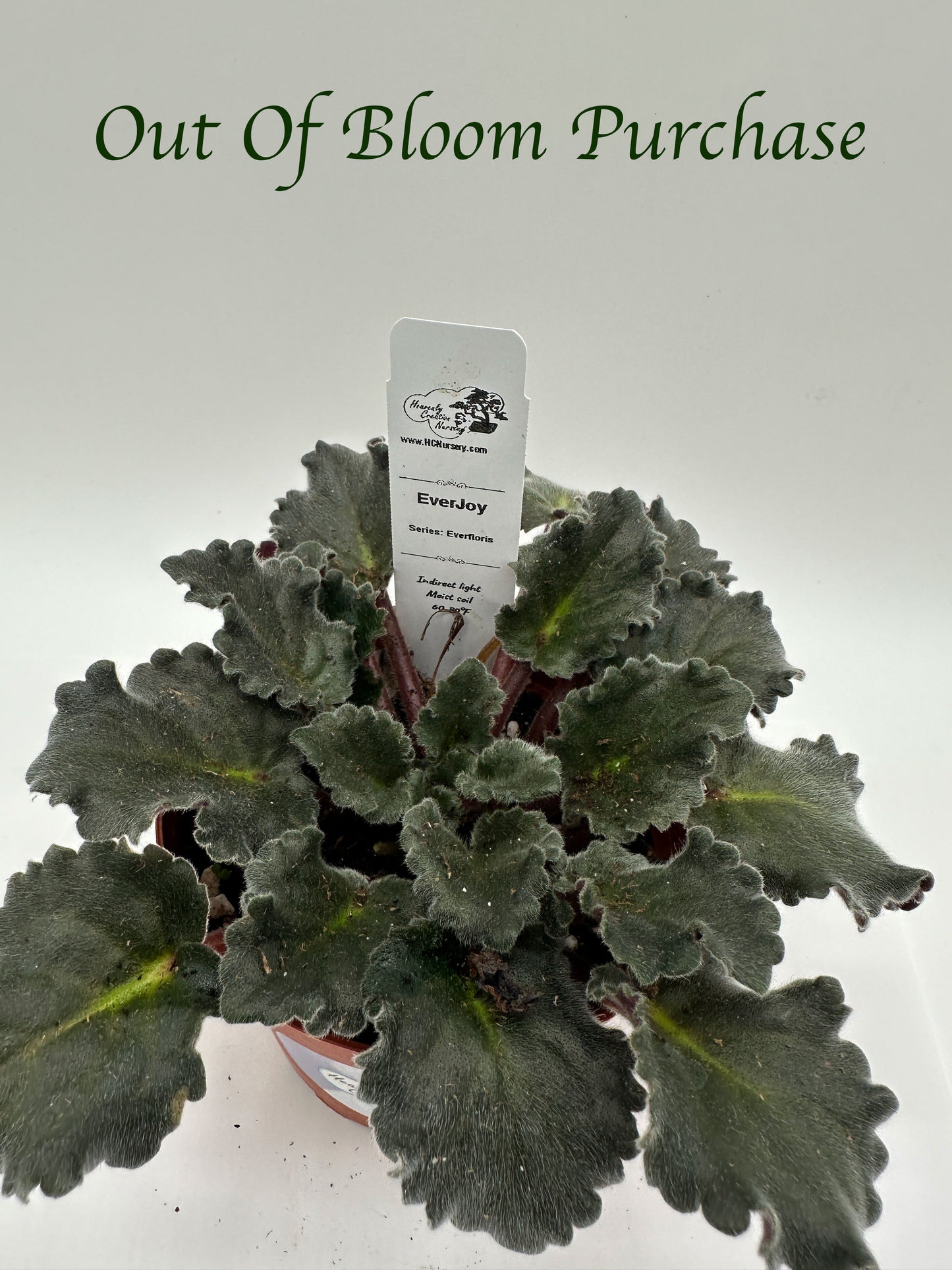 EverJoy - Live African Violet 4" - Series: Everfloris