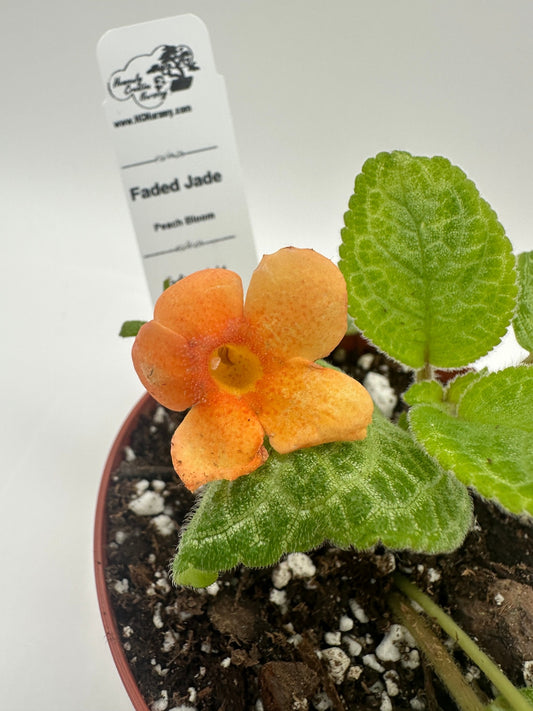 Faded Jade - Peach Hybrid - Live Episcia 4"
