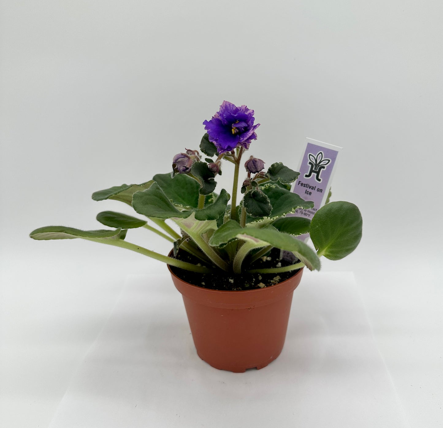 Festival On Ice - Live African Violet 4"