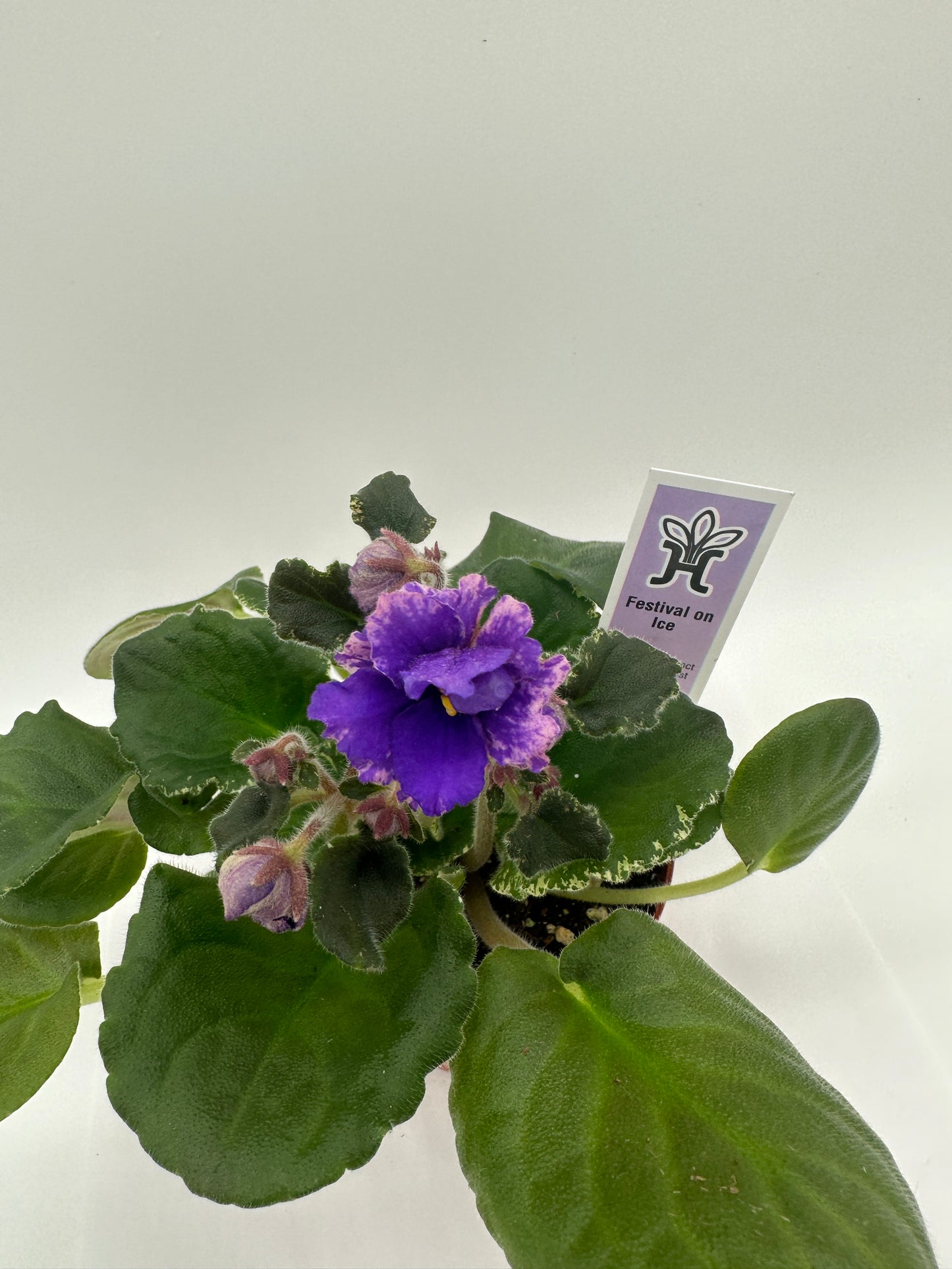 Festival On Ice - Live African Violet 4"