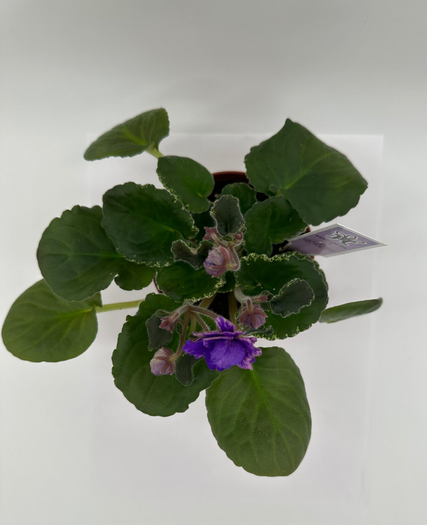 Festival On Ice - Live African Violet 4"