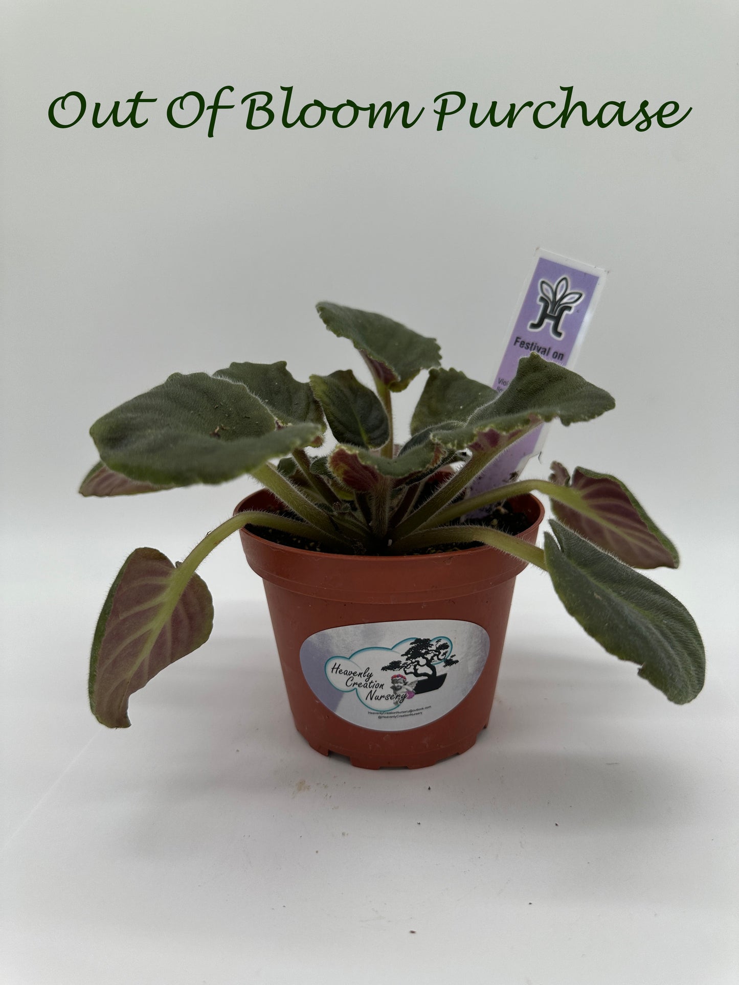 Festival On Ice - Live African Violet 4"