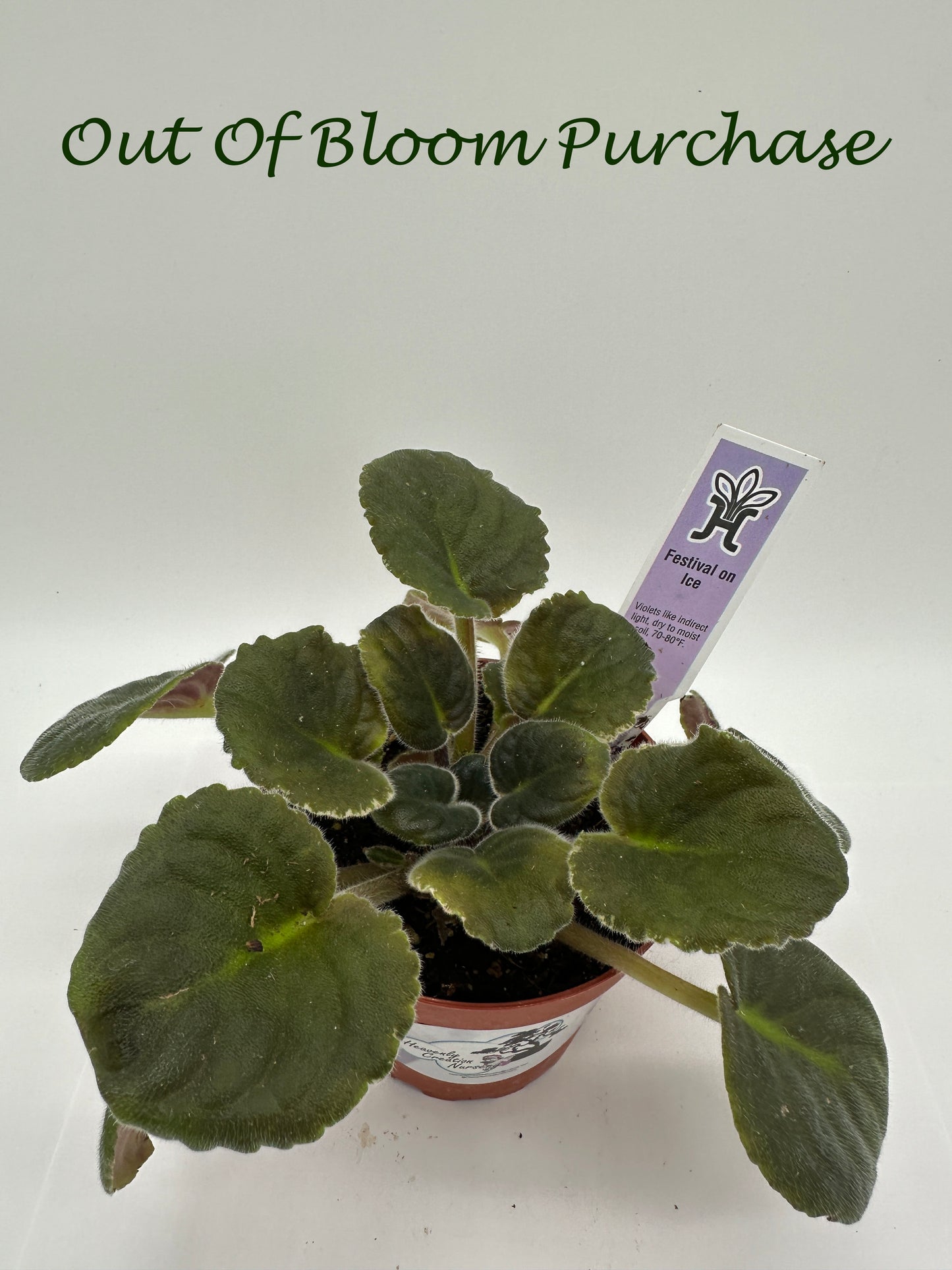 Festival On Ice - Live African Violet 4"