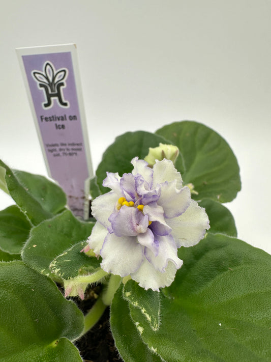 Festival On Ice - White Hybrid - Live African Violet 4"