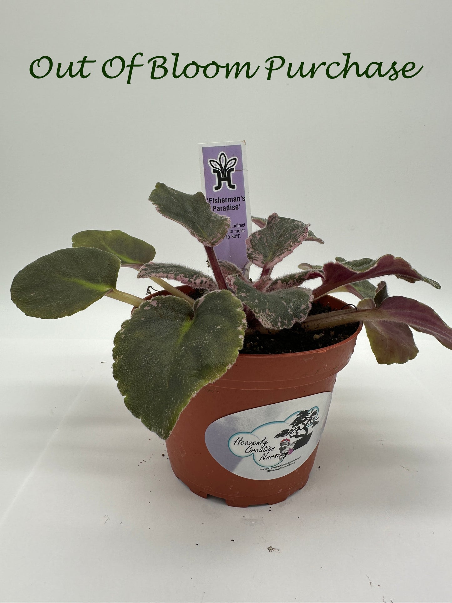 Fisherman's Paradise - Live African Violet 4"