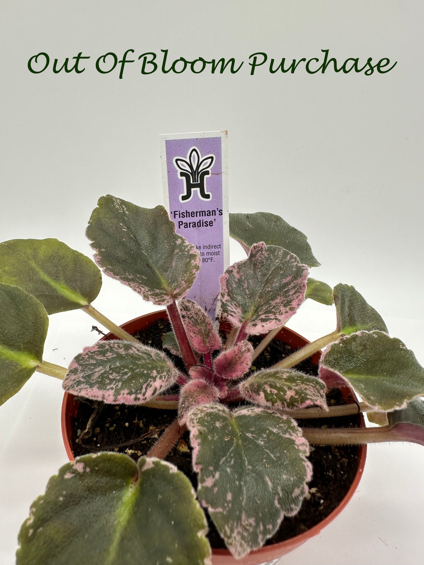 Fisherman's Paradise - Live African Violet 4"