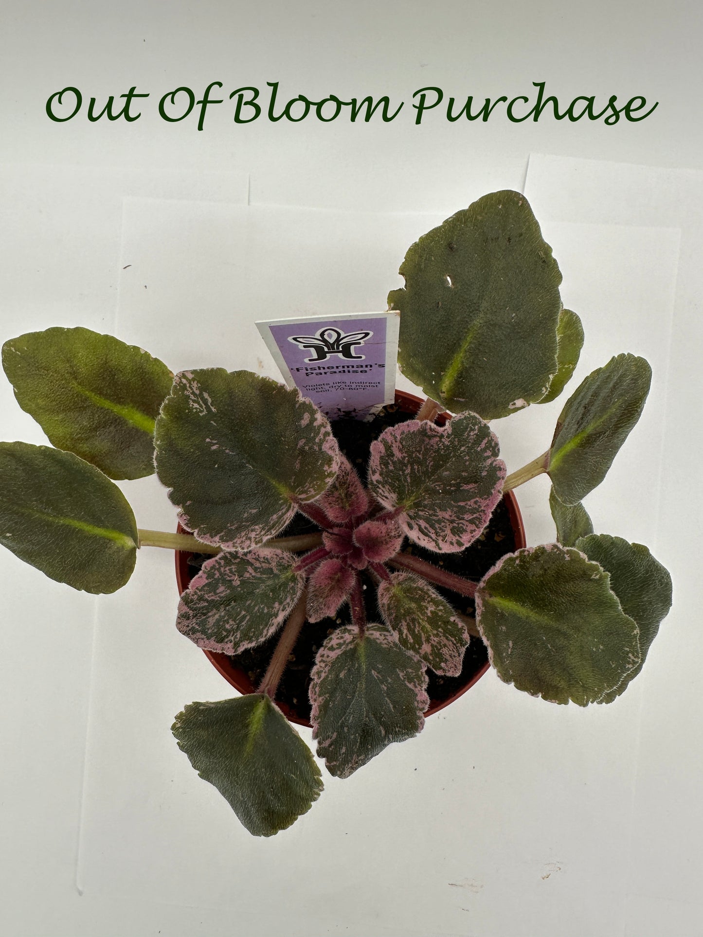 Fisherman's Paradise - Live African Violet 4"