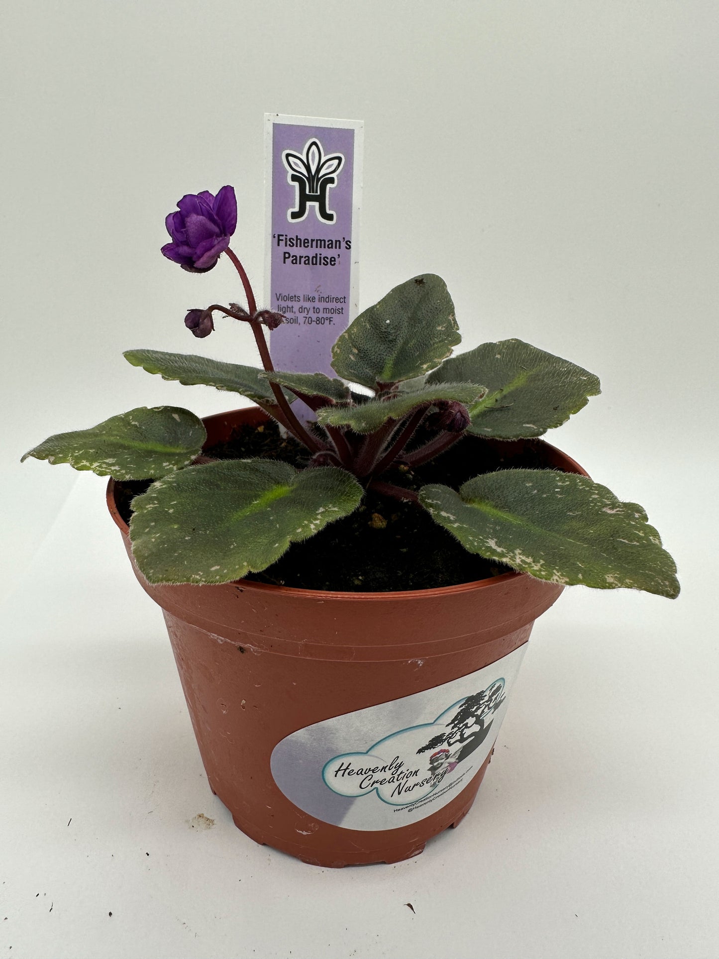 Fisherman's Paradise - Live African Violet 4"