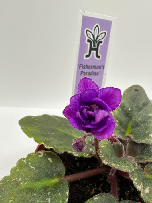 Fisherman's Paradise - Live African Violet 4"