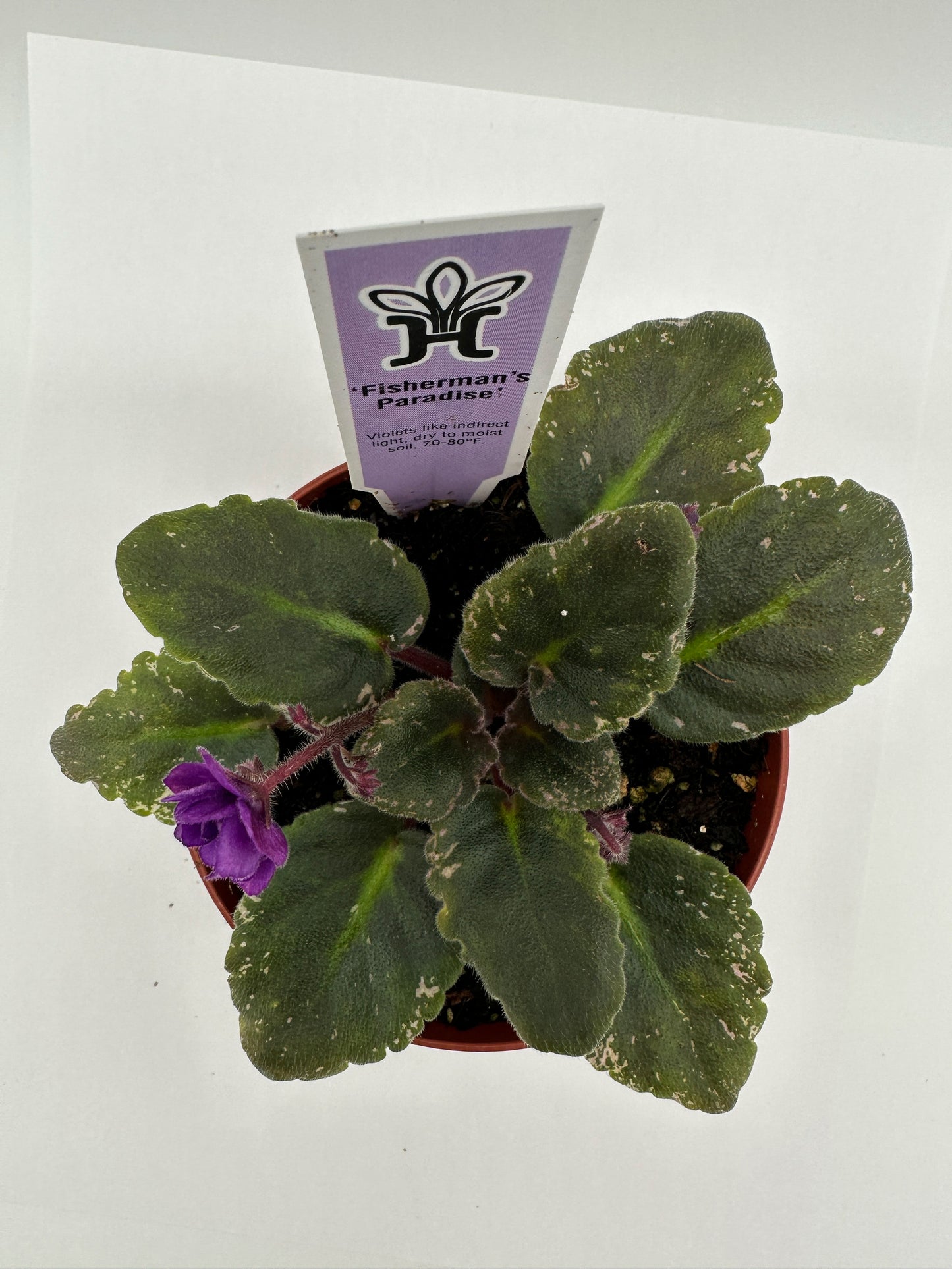 Fisherman's Paradise - Live African Violet 4"