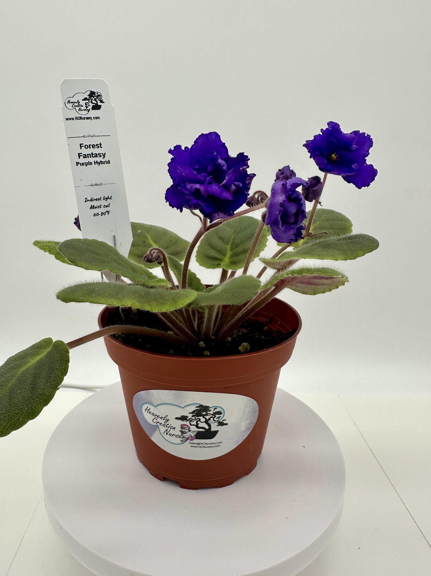 Forest Fantasy - Purple Hybrid - Live African Violet 4"