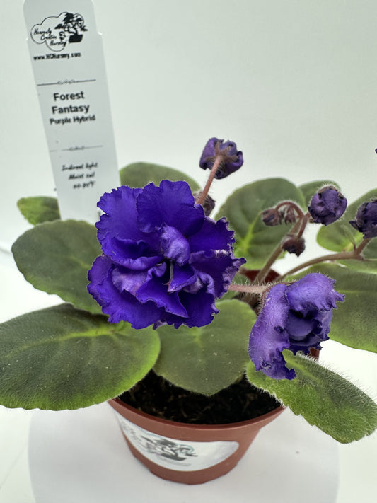 Forest Fantasy - Purple Hybrid - Live African Violet 4"