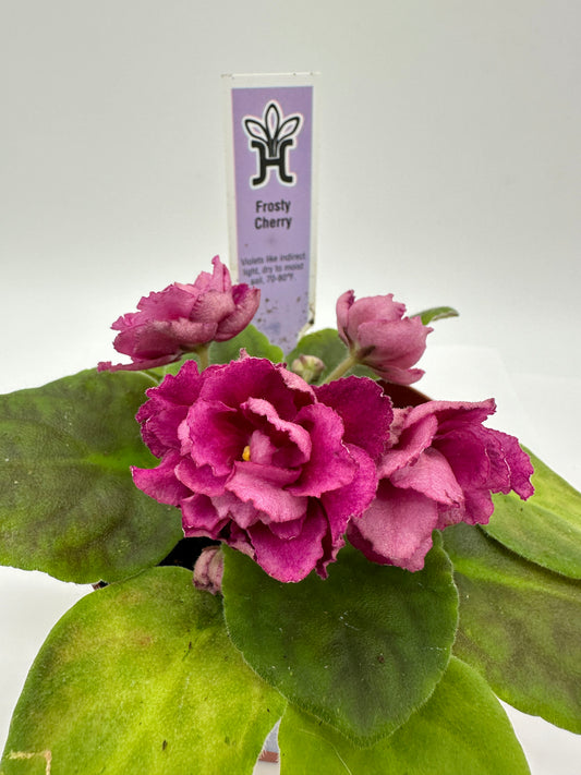 Frosty Cherry - Live African Violet 4"