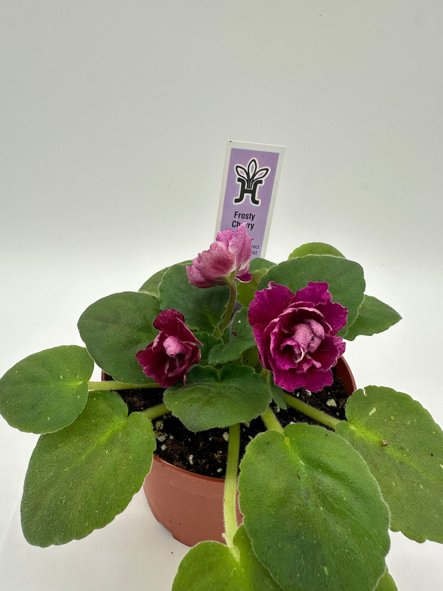 Frosty Cherry - Live African Violet 4"