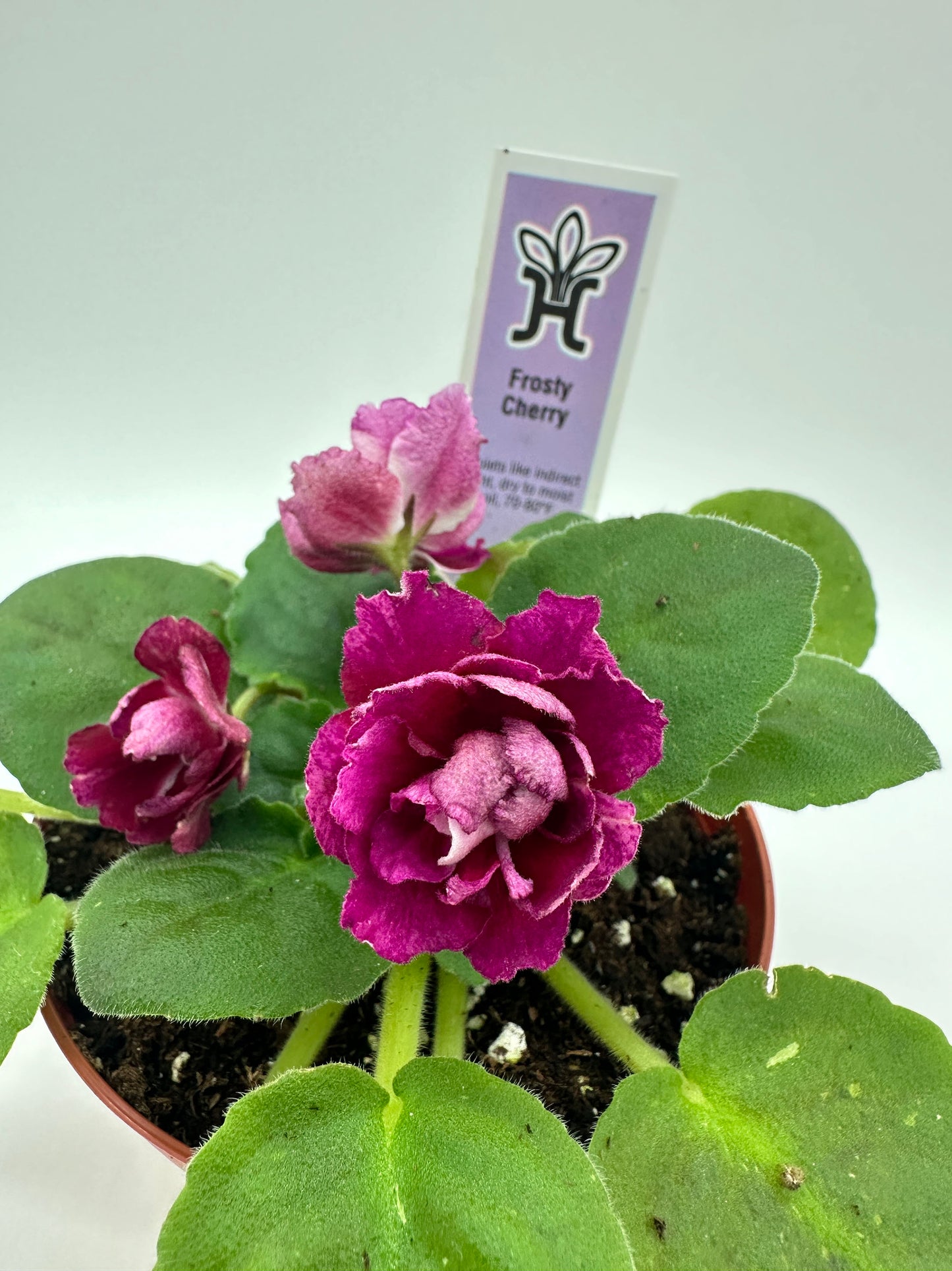 Frosty Cherry - Live African Violet 4"