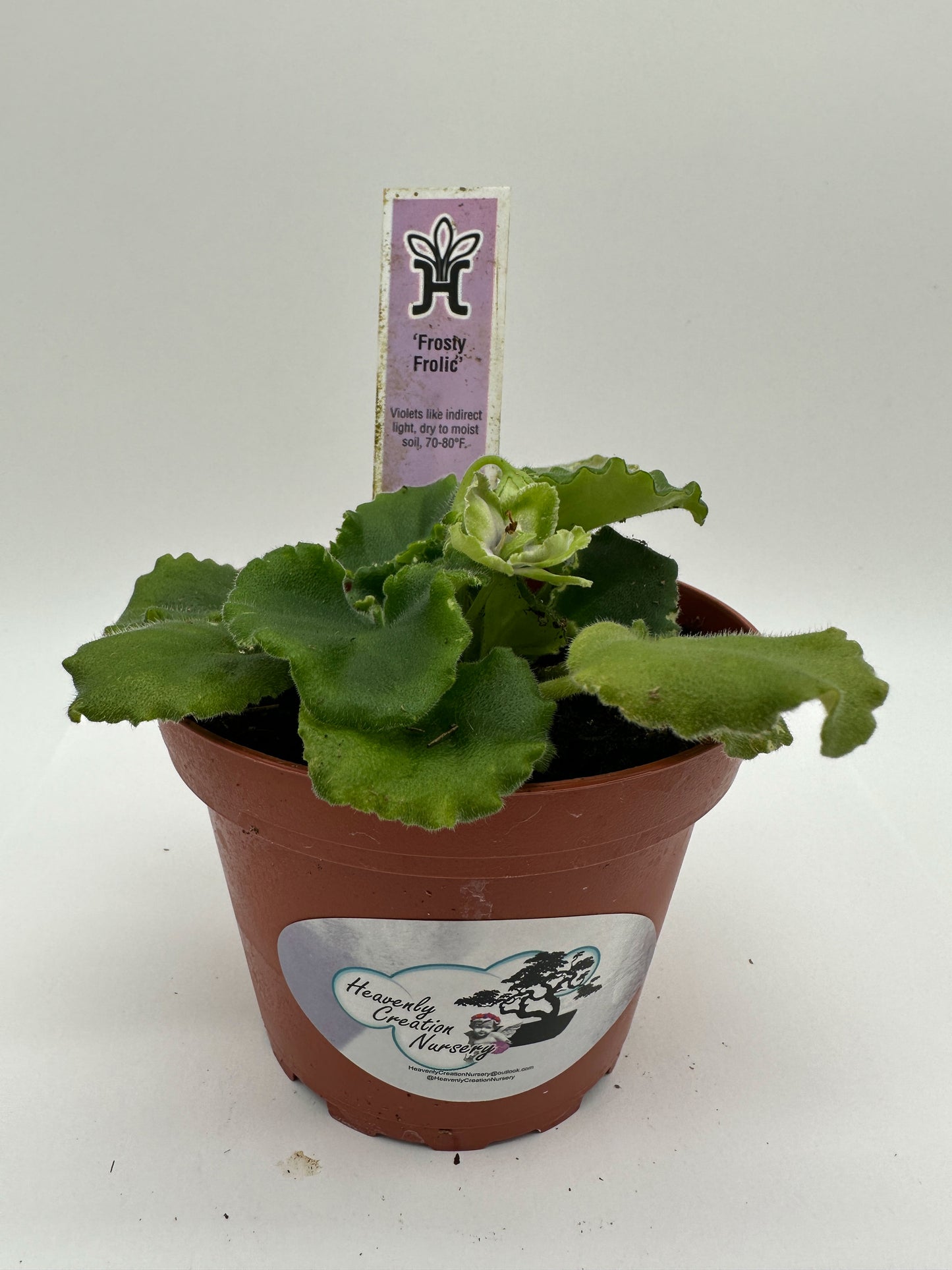 Frosty Frolic - Live African Violet 4"