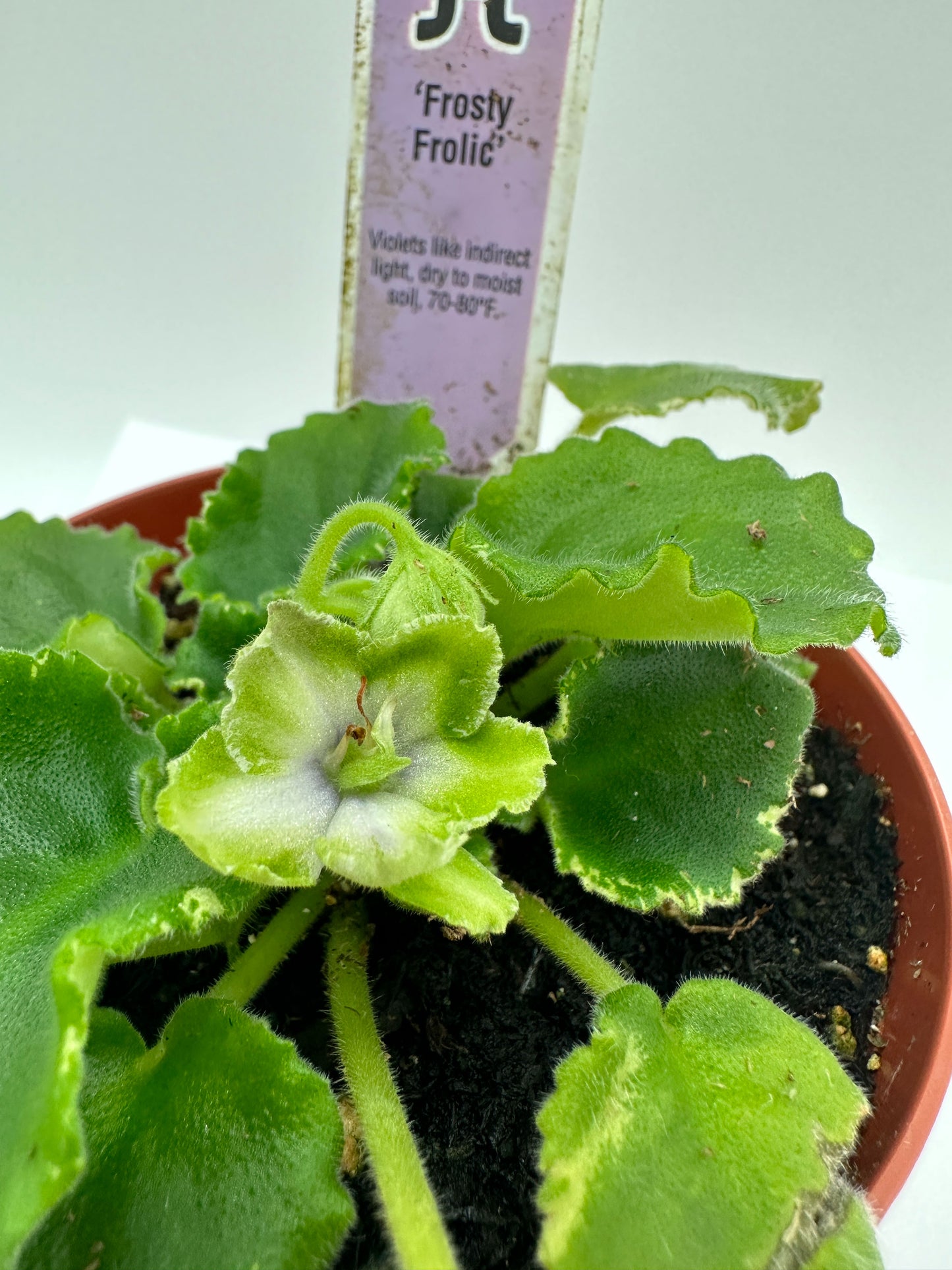 Frosty Frolic - Live African Violet 4"