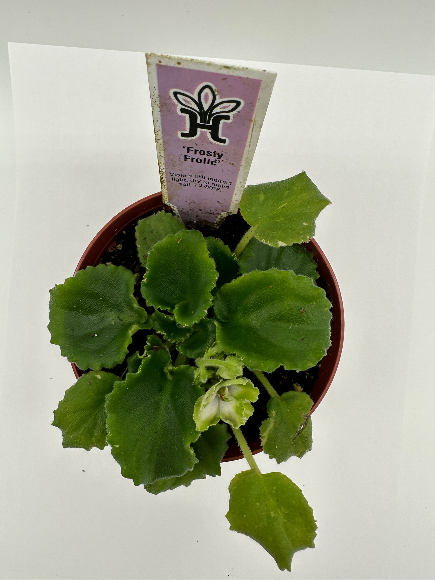 Frosty Frolic - Live African Violet 4"