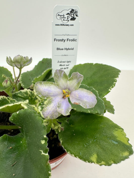 Frosty Frolic - Live African Violet 4"